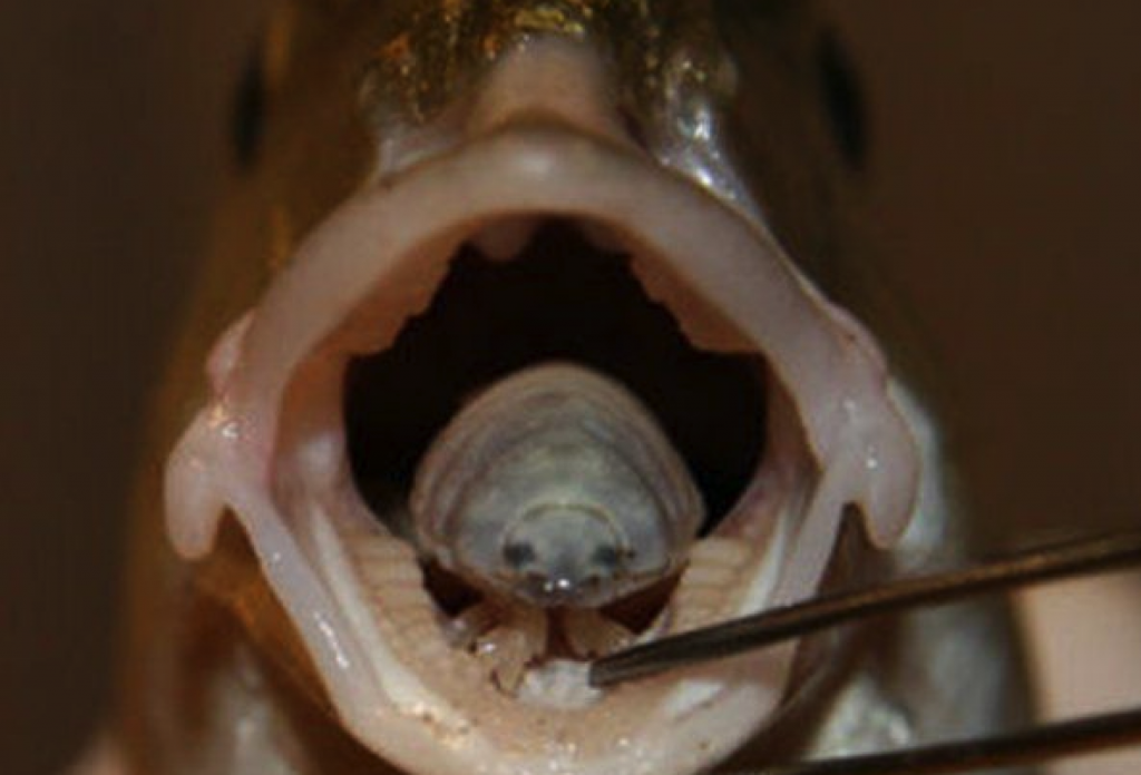 Tongue-Eating Fish Isopod Parasite - image University of Salford