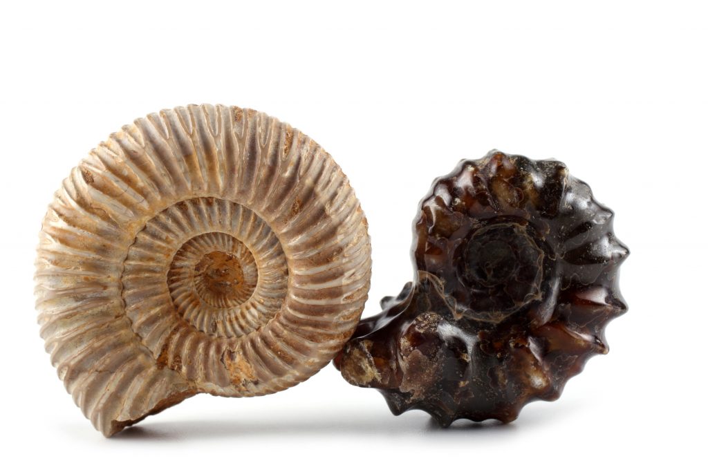 Ammonite Fossils