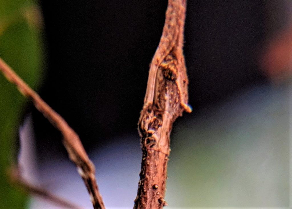 Crown Stick Insect