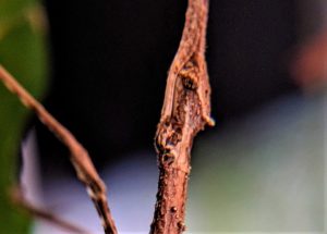 Live Minibeasts for your Classroom: bring nature into the class