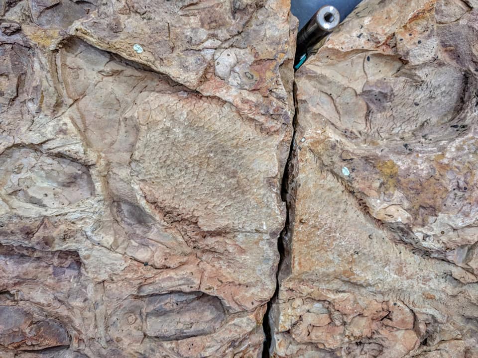 Canowindra fish fossils