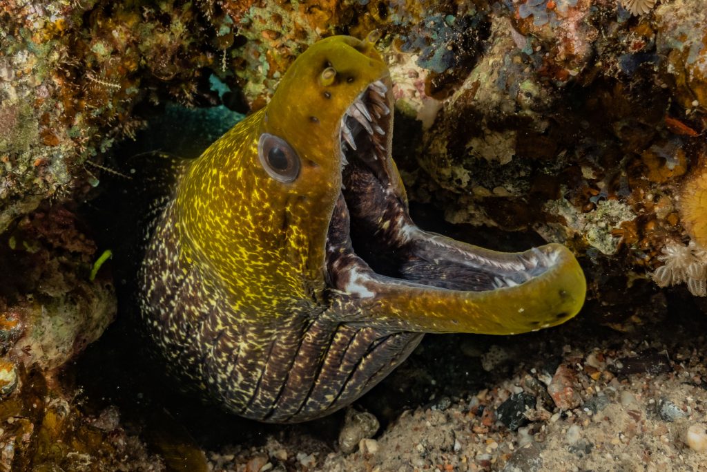 Moray eel