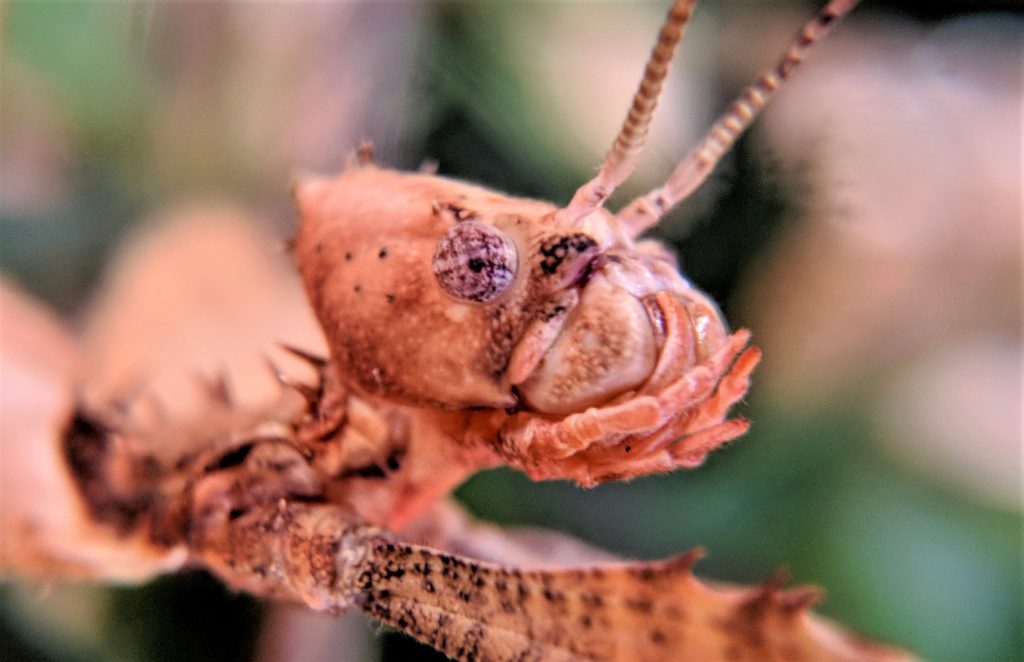 Close up of Spiny Leaf insect head