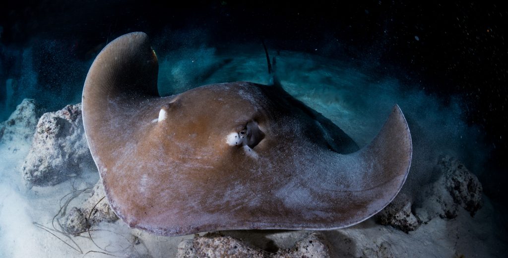 Common stingray