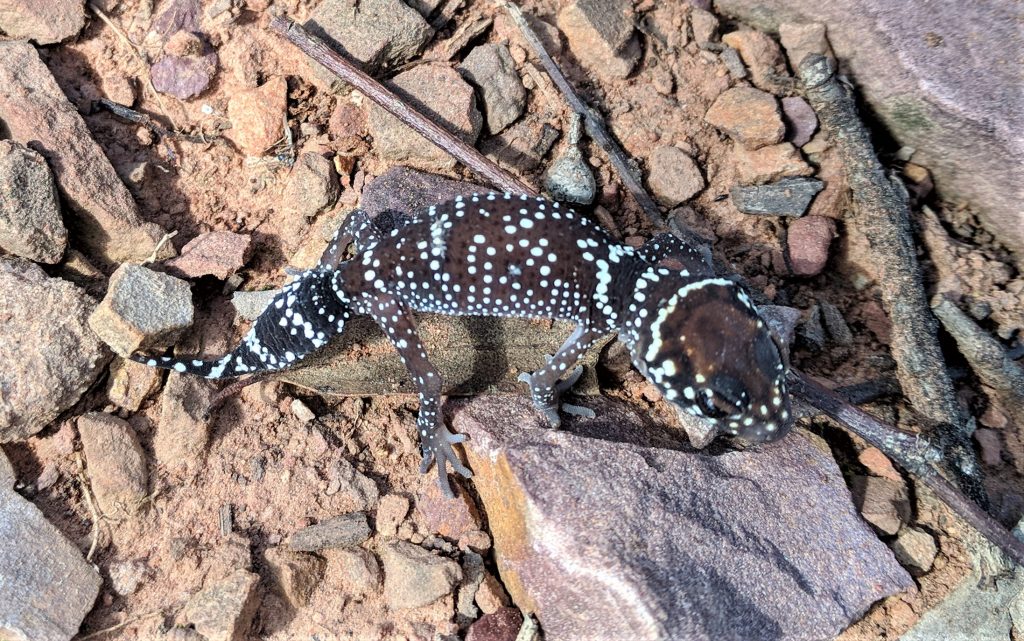 Barking Gecko near Canowindra NSW