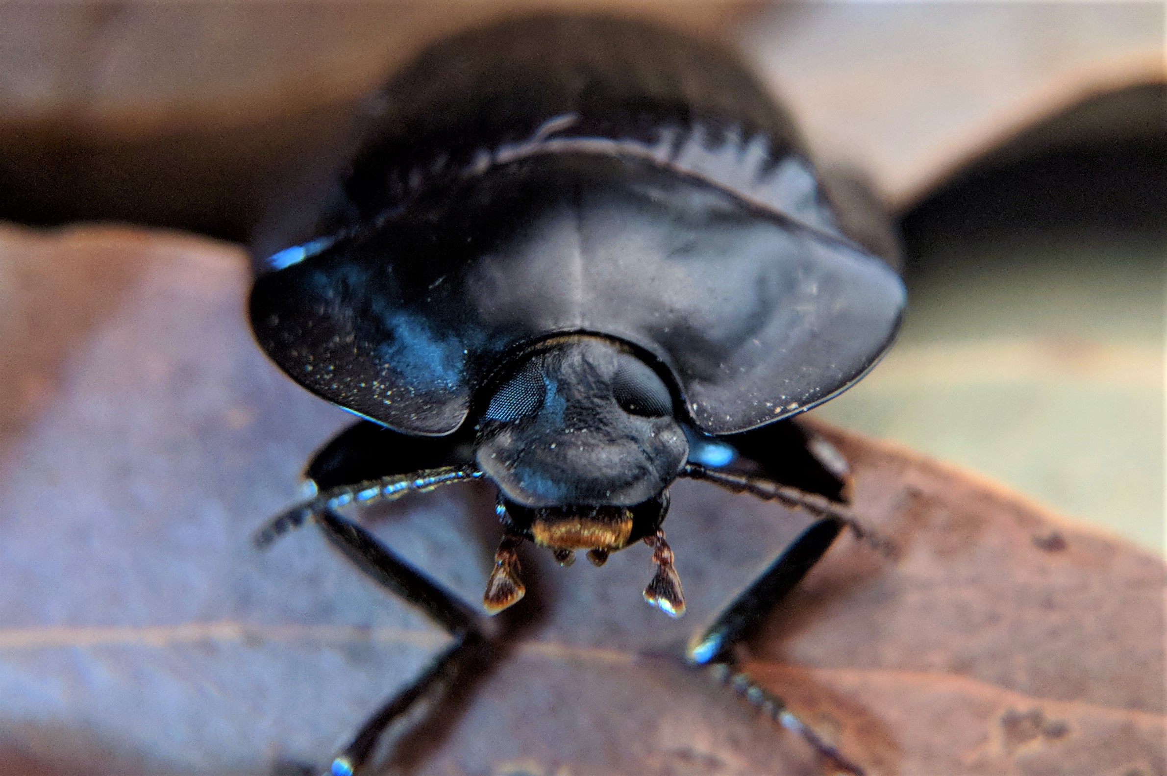 Image Gallery of common terrestrial Invertebrates.