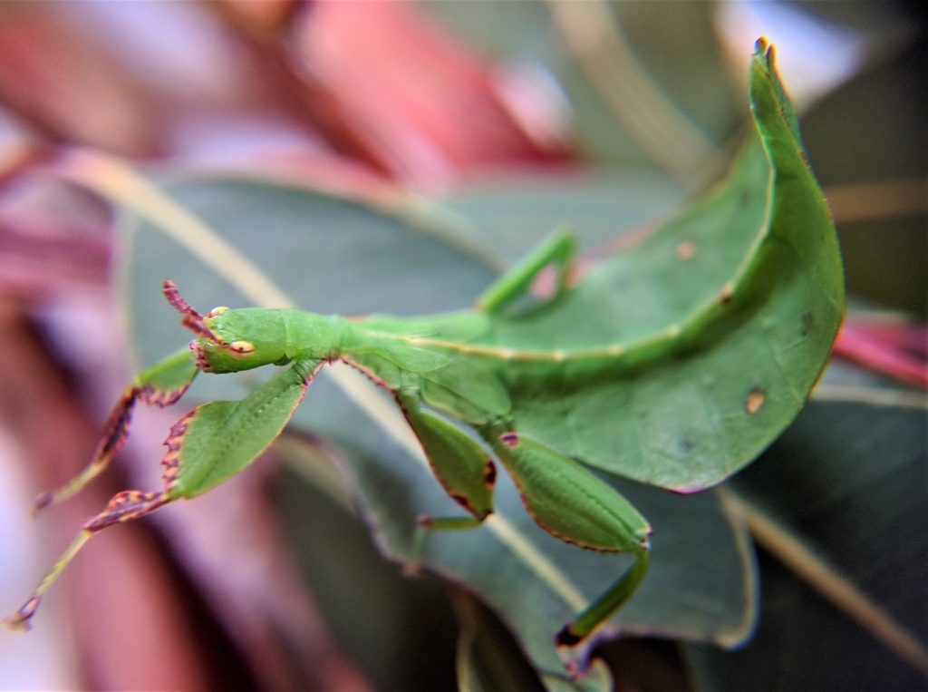 Australian Leaf Insect