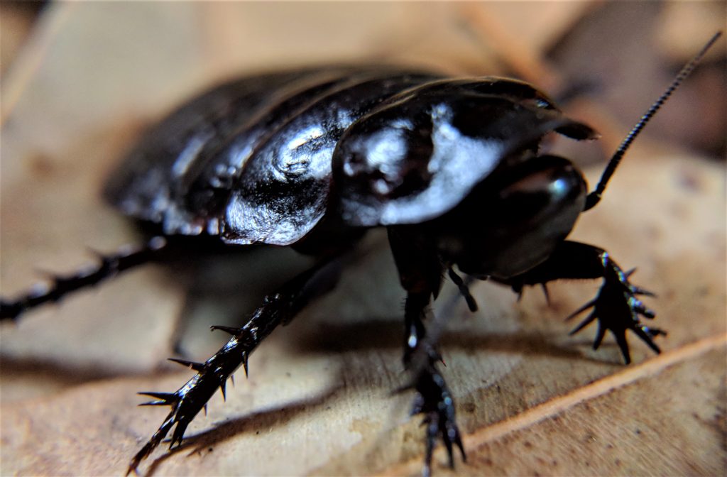 Burrowing cockroach