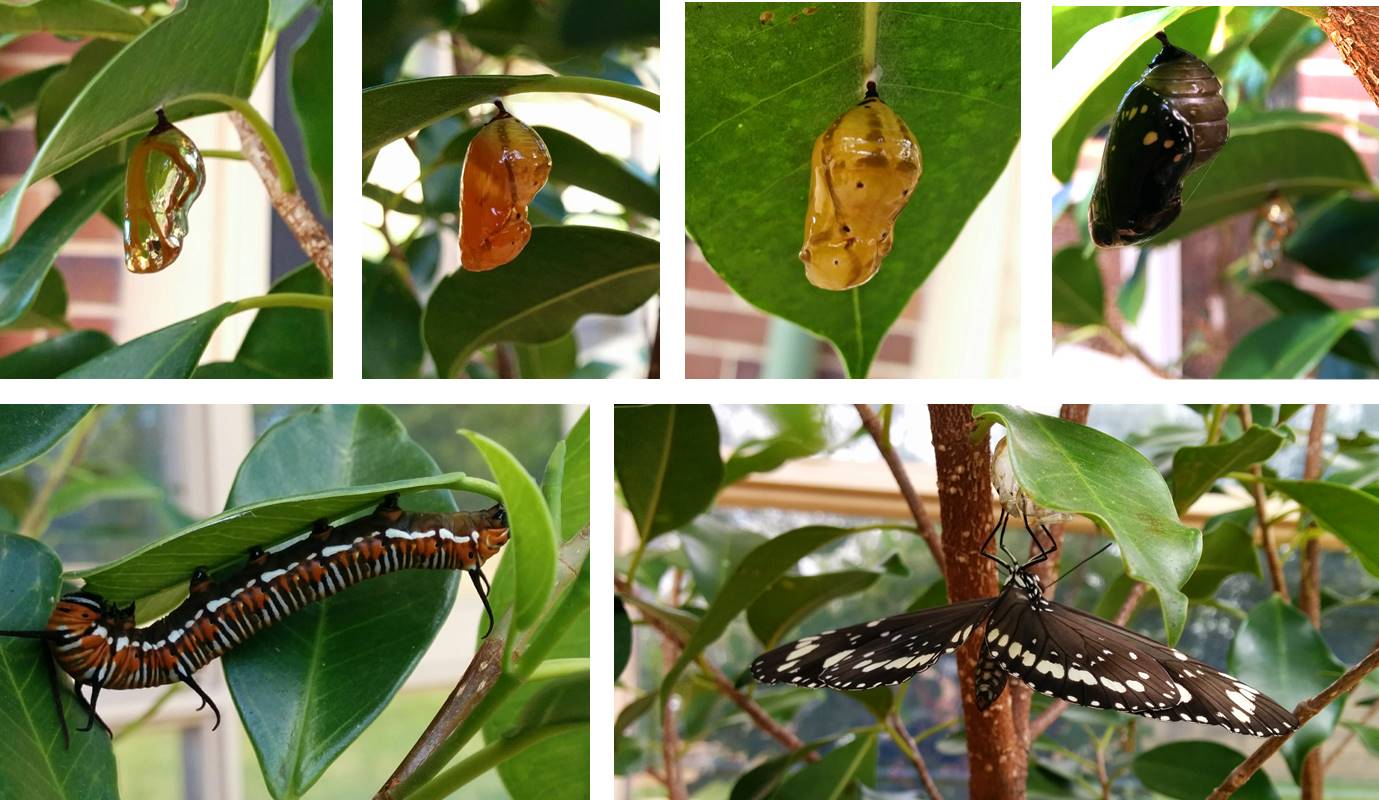 A life cycle refers to stages of changes in living organisms A life cycle refers to stages of changes in living organisms