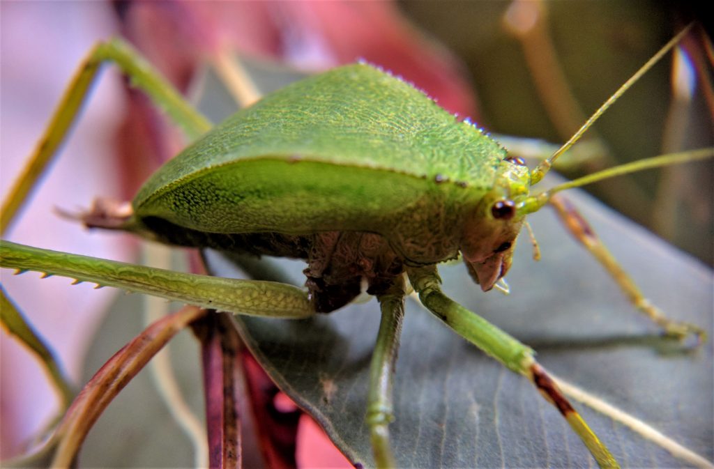 Katydid Live Minbeasts