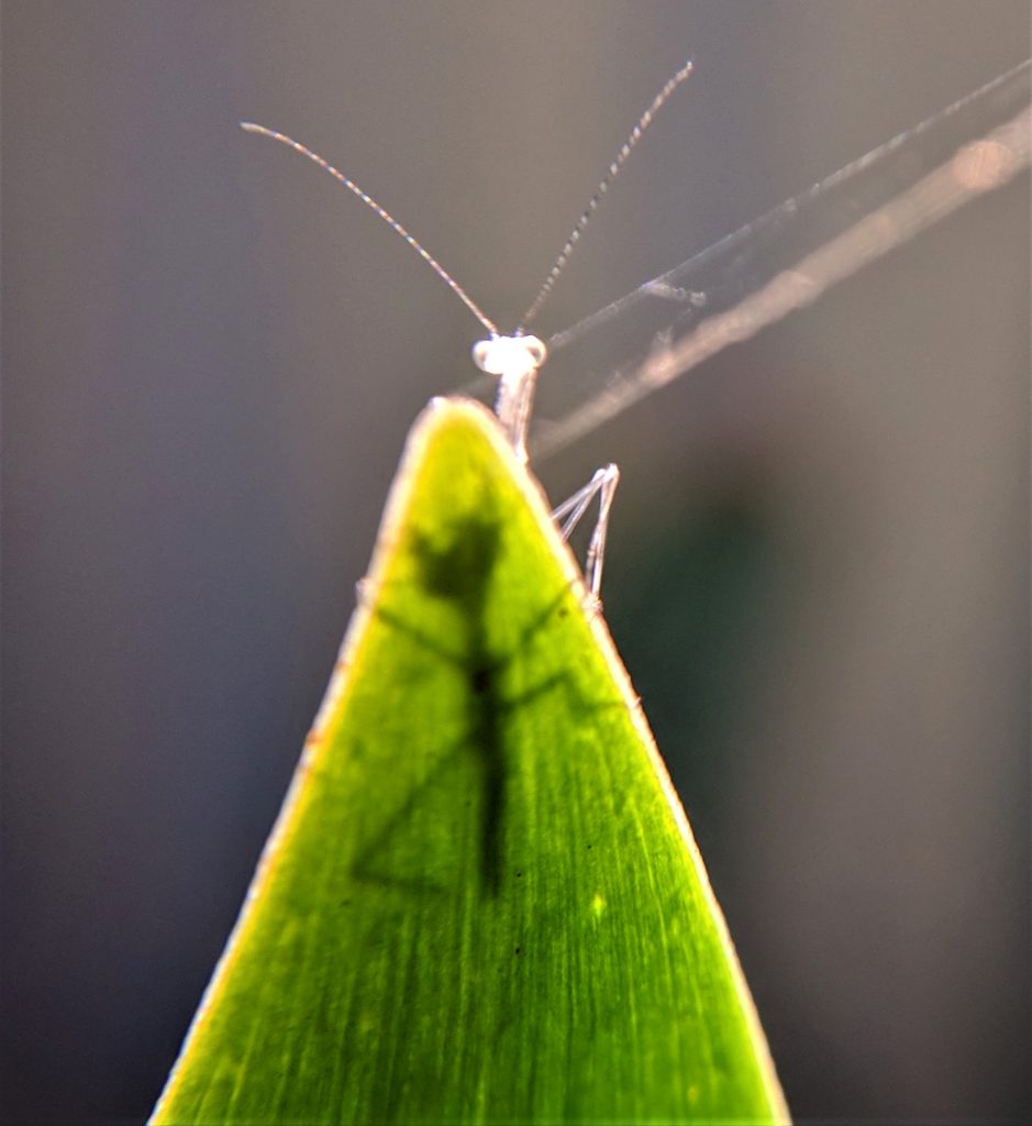 Baby praying mantis on leaf