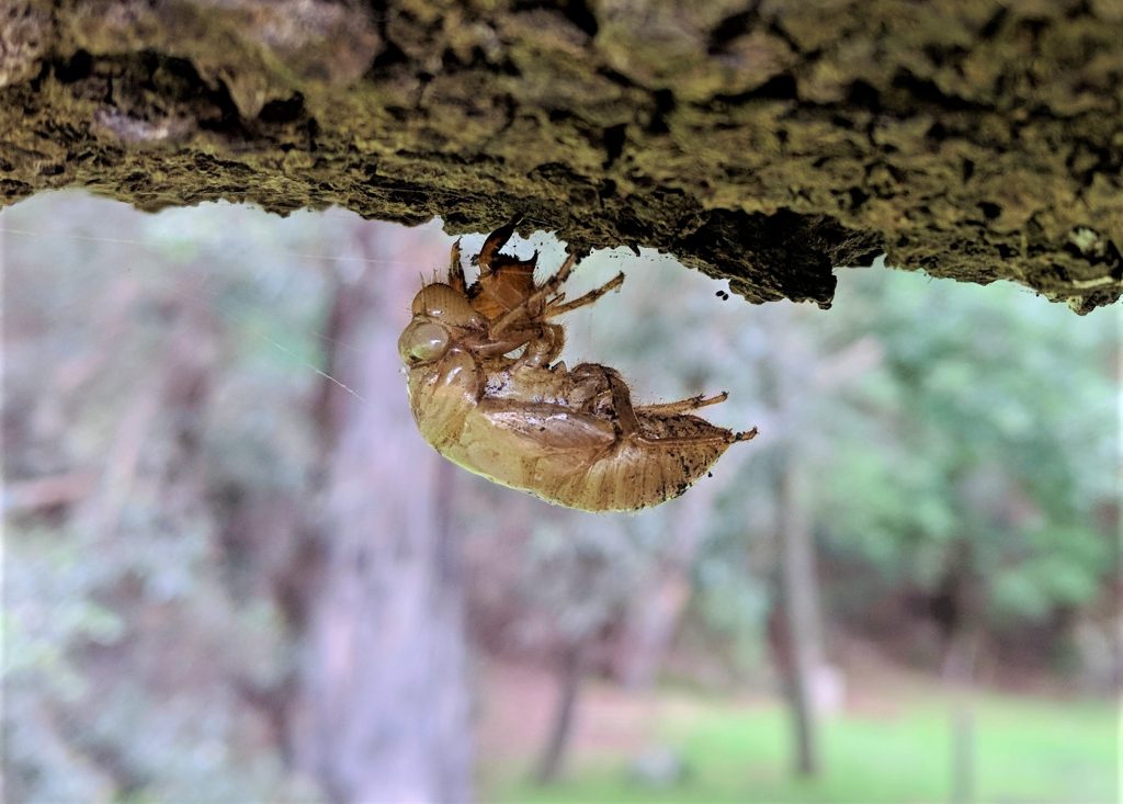 Cicada Exoskeleton under tree branch