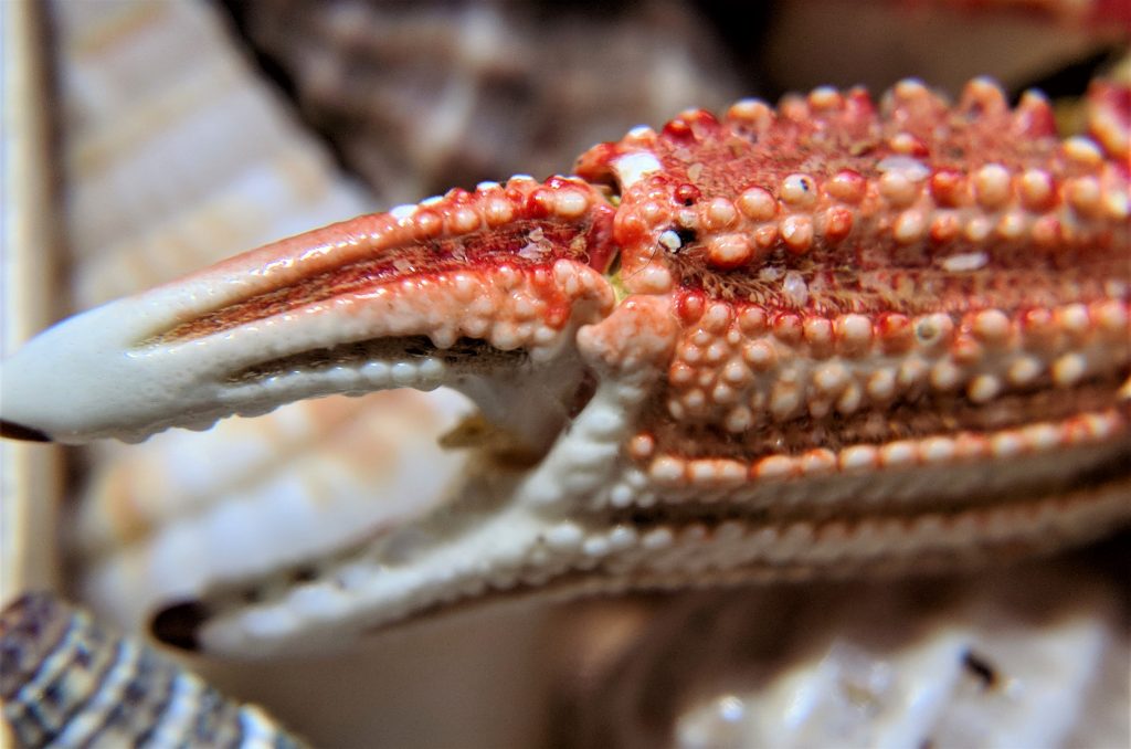 Close up of crab claw