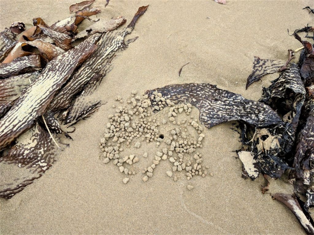 Crab holes surrounded by sand balls with kelp