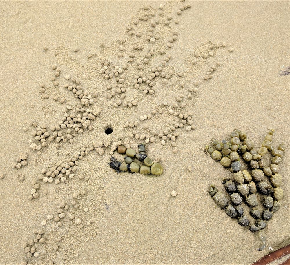 Beachcombing