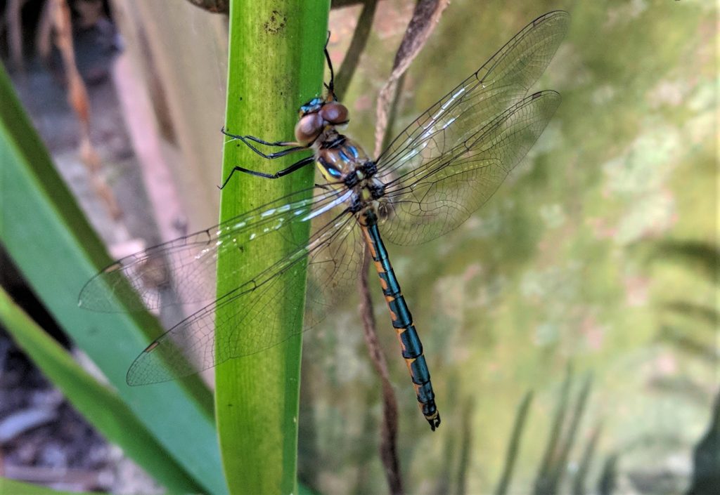 Dragonfly drying it's wings after metamorphosis