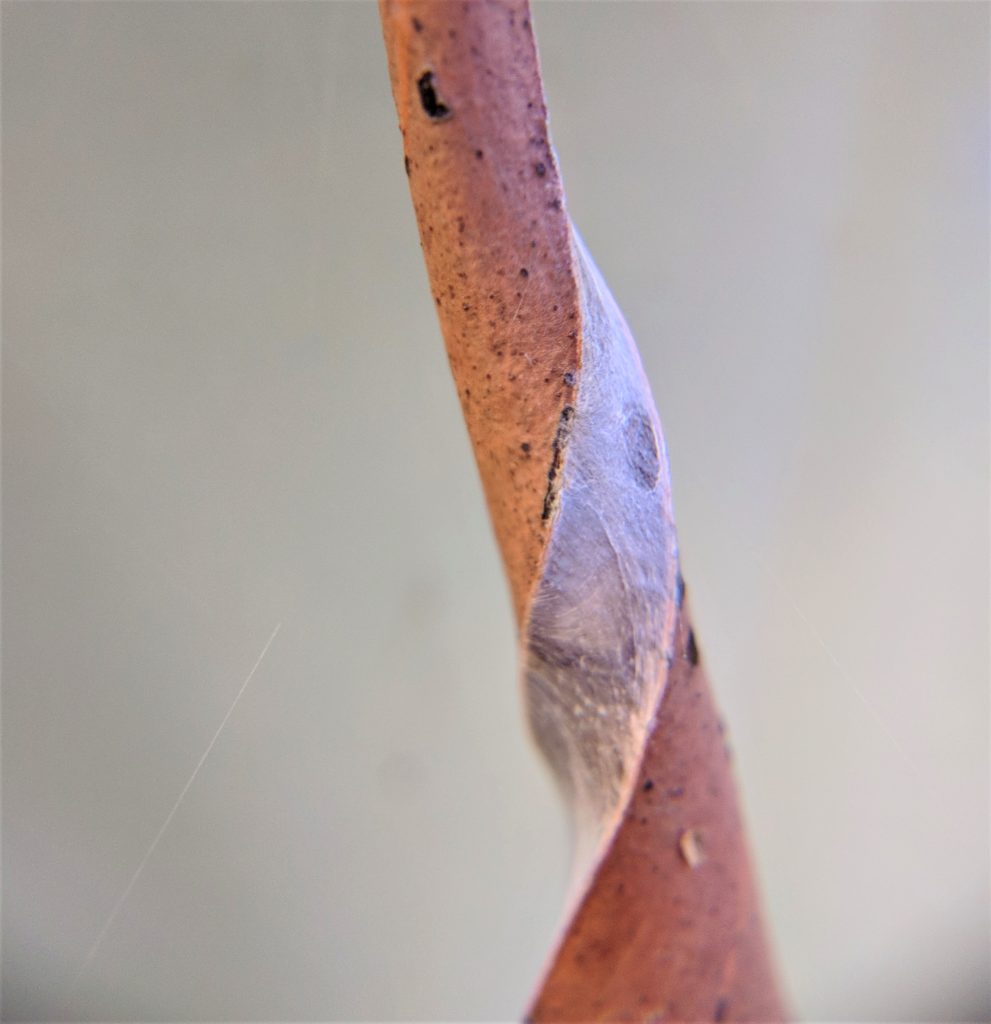 Leaf-curling Spider leaf with silk