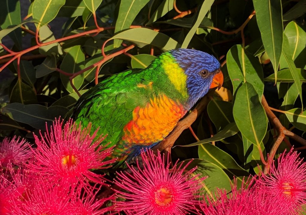 Close up of Rainbow Lorikeet with blossoms