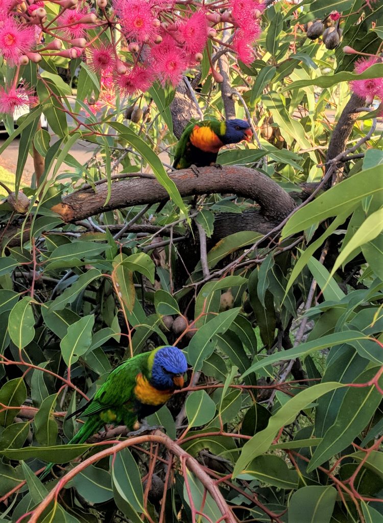 Rainbow Lorikeets in flowering gum