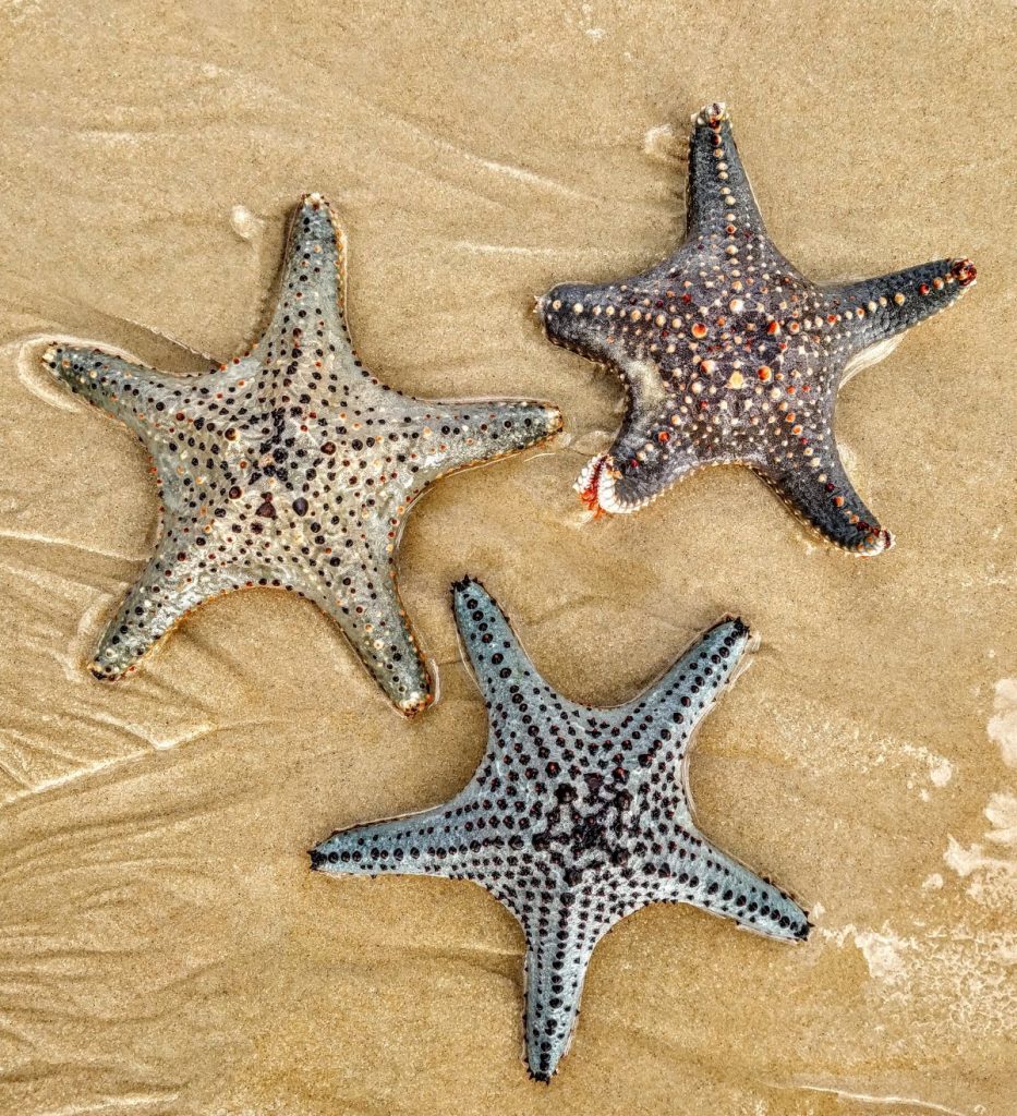 3 Sea Stars on the beach on Morton Island QLD