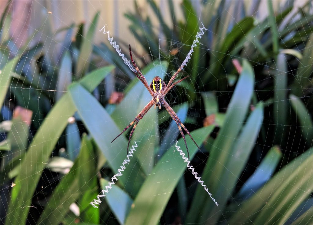 St Andrews Cross Spider