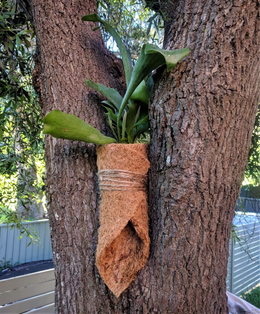 Staghorn fern in tree