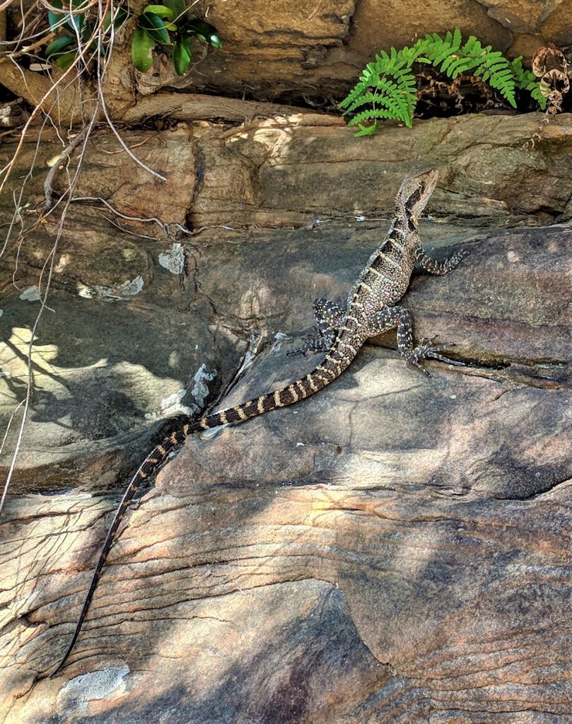 Eastern Water Dragon on rocks at Quarantine Beach