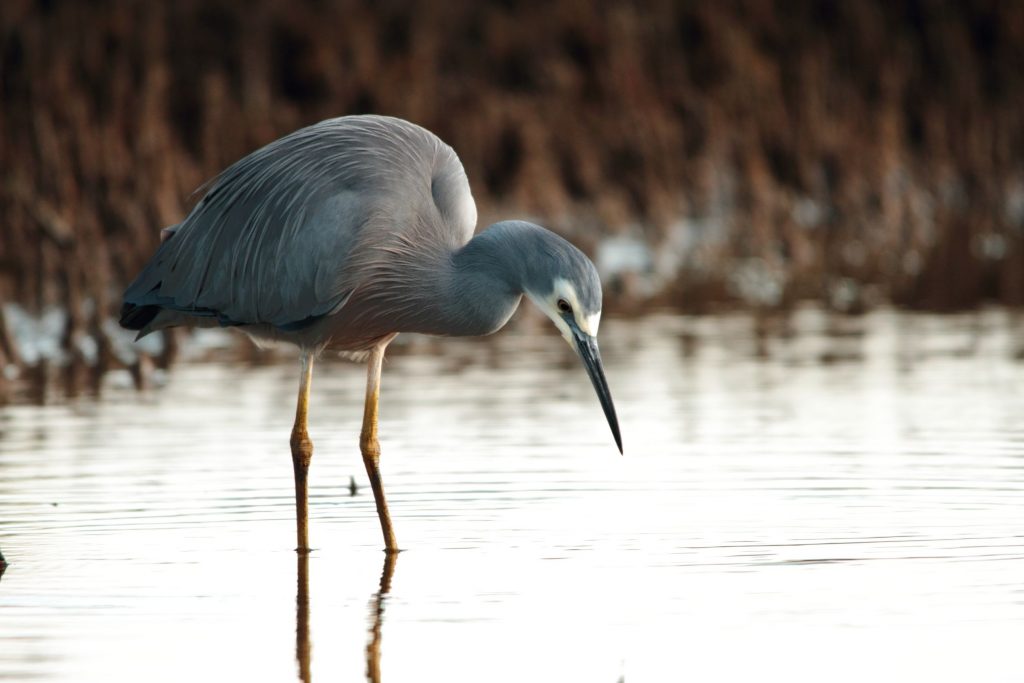 white faced heron wading in mangroves in brisbane nature reserve a symbol of diminshing fishing stocks adn waterbrids