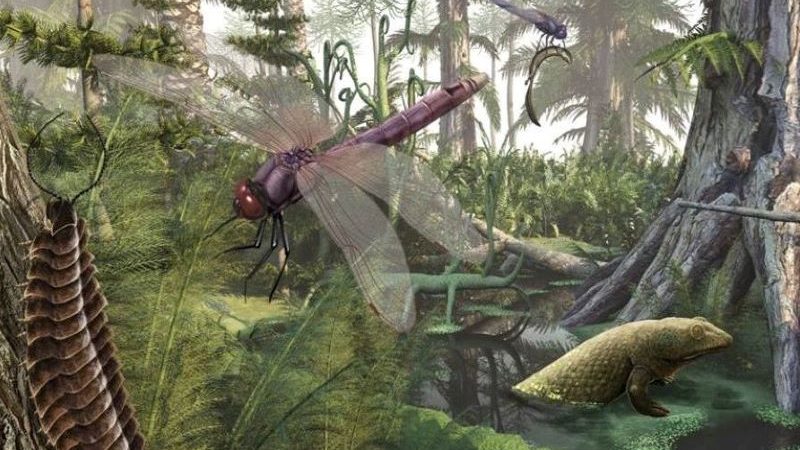 Life in the Devonian, plants, insects and amphibians