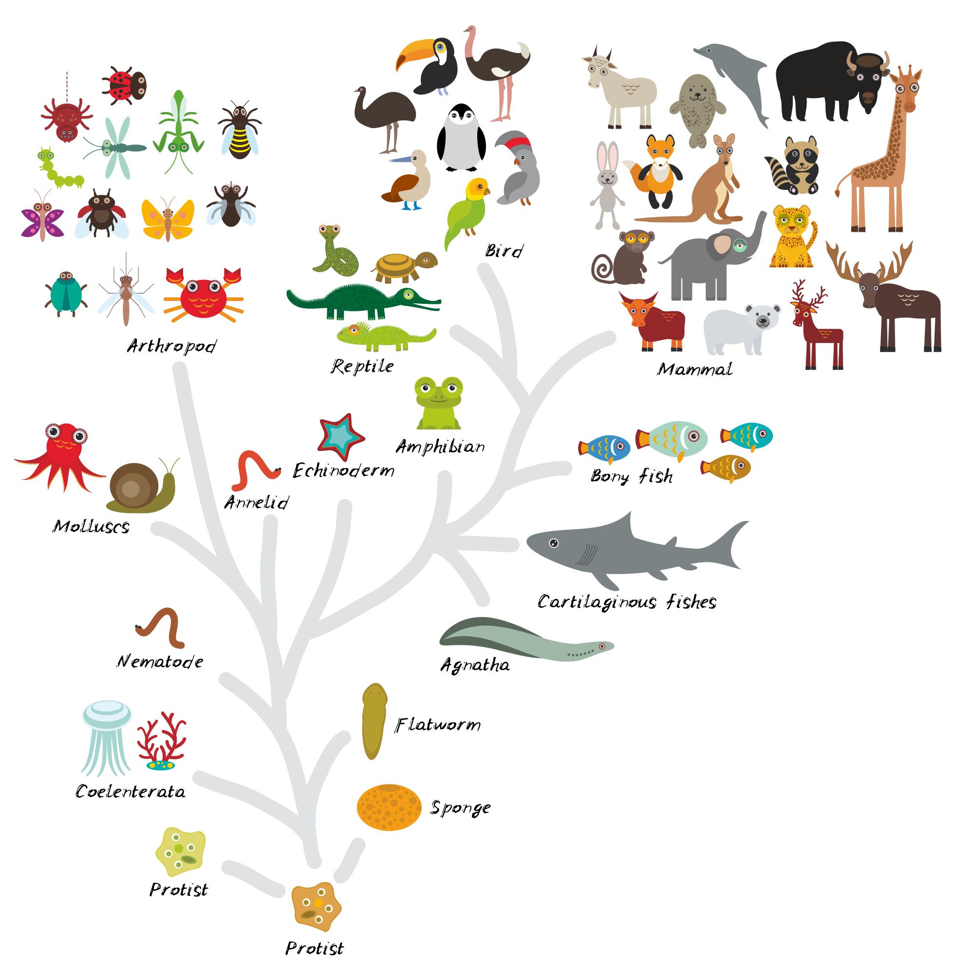 Classification - Australian Environmental Education