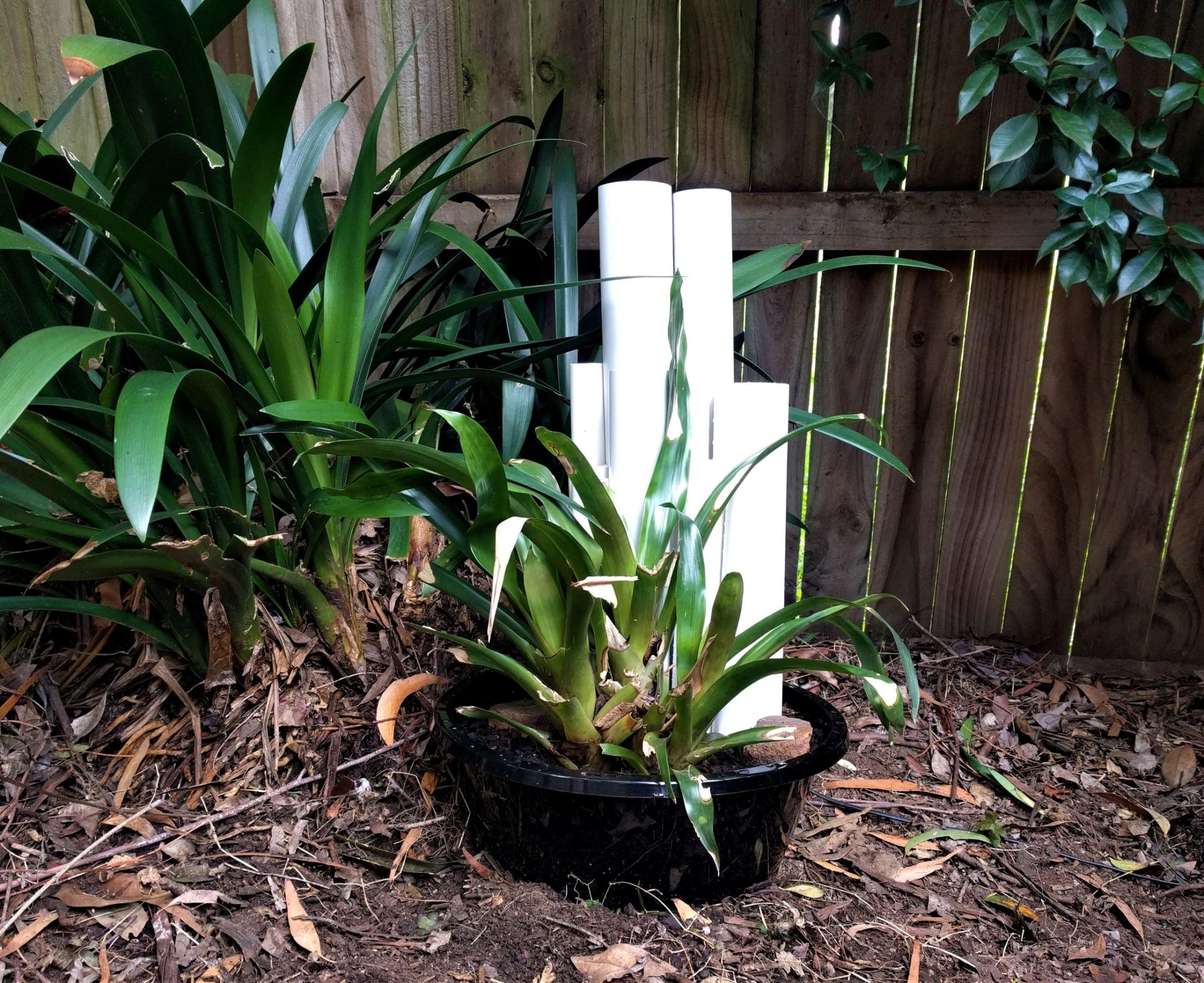 Build a Frog Hotel to encourage frogs into your backyard