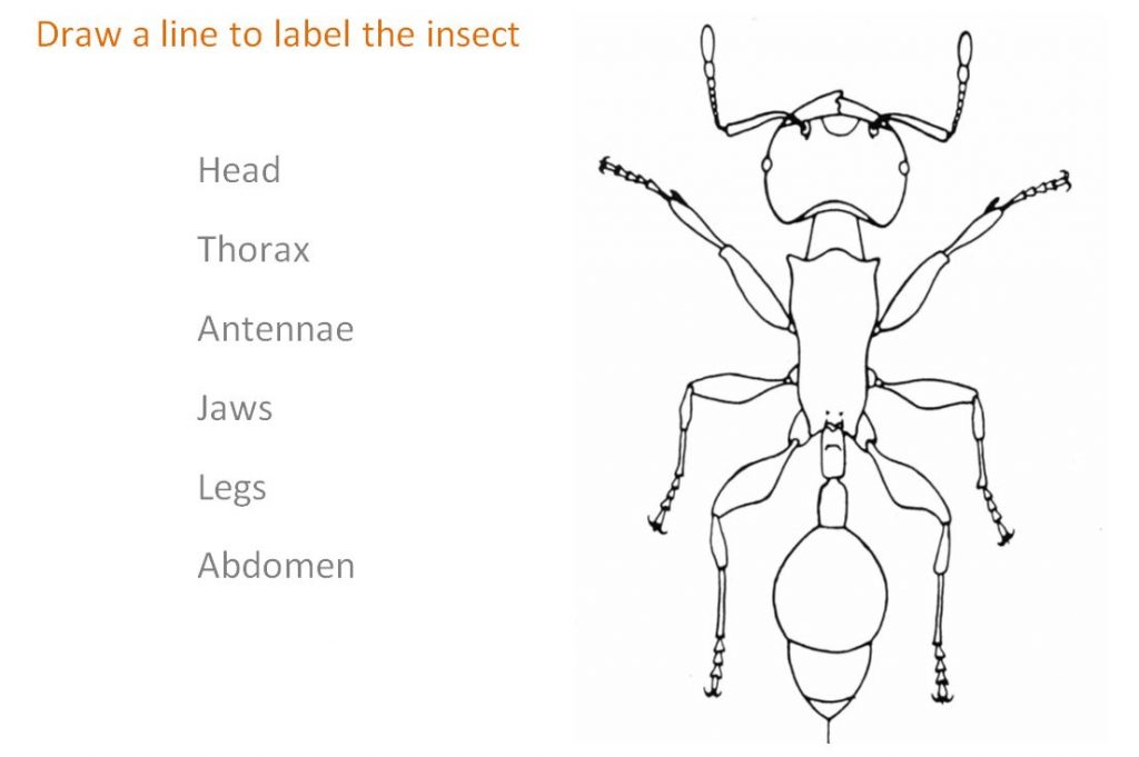 Activity draw and Label an insect