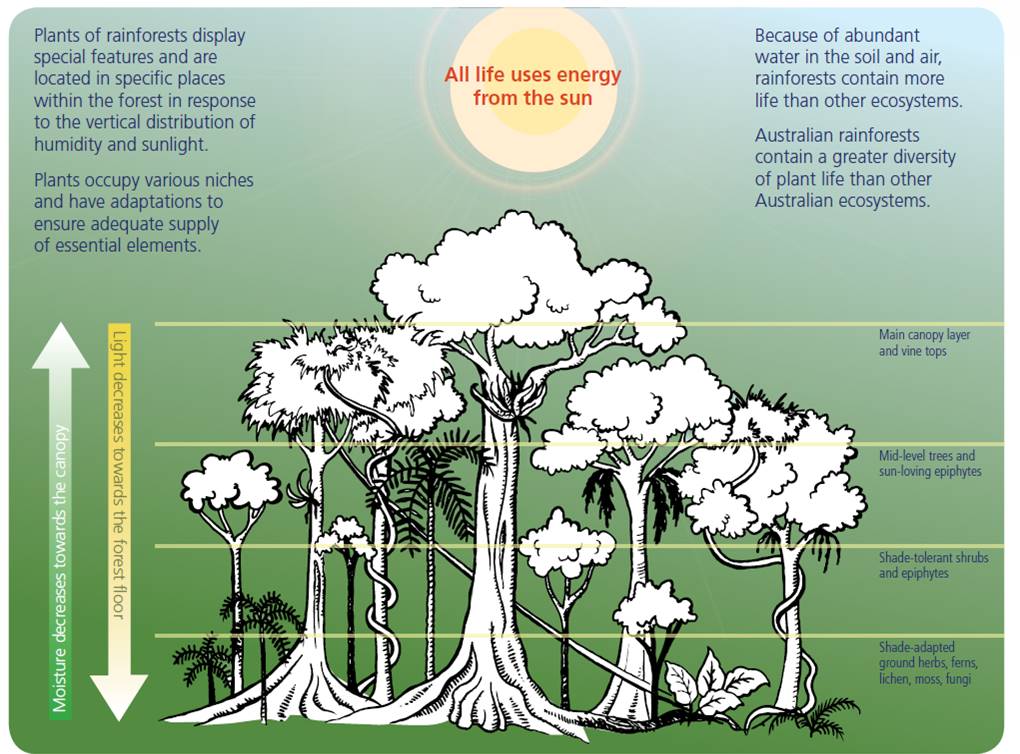 Graphic representing the layers in a rainforest