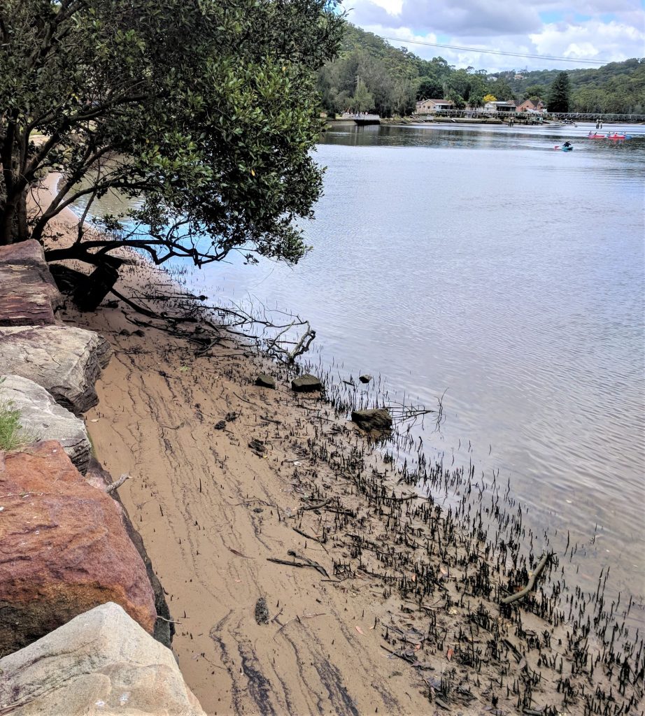 Wetlands in Sydney