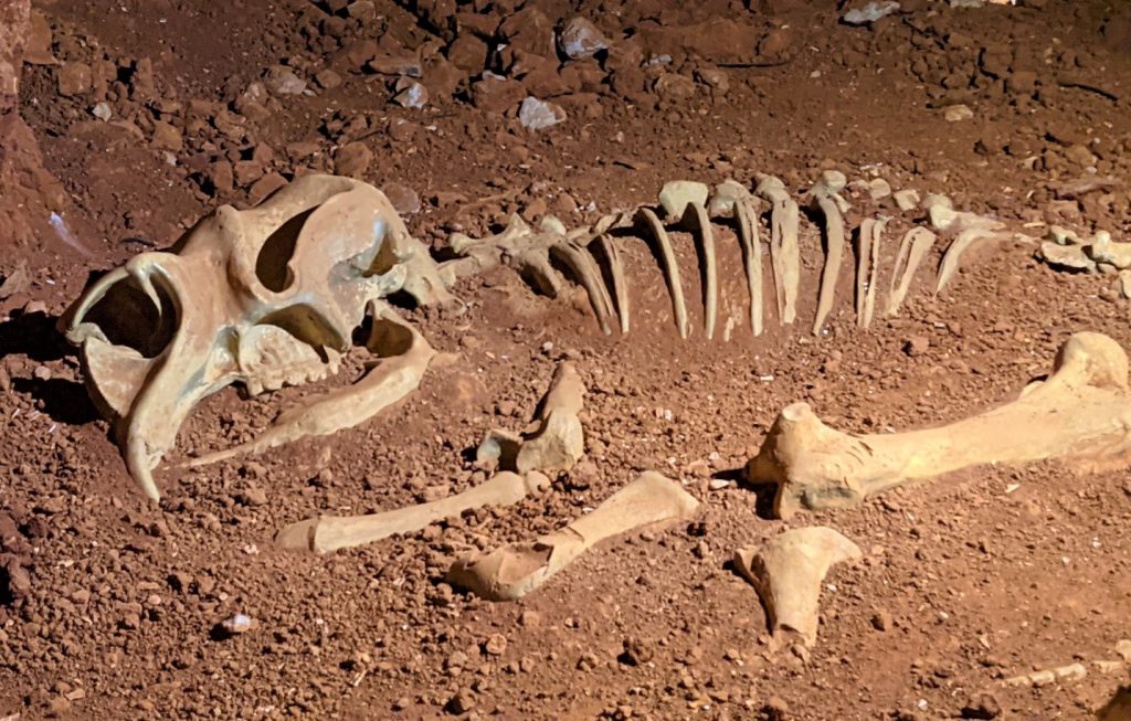 Diprotodon skeleton replica