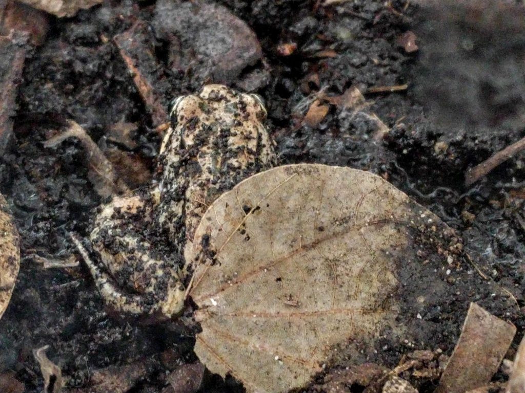 Striped Marsh Frog