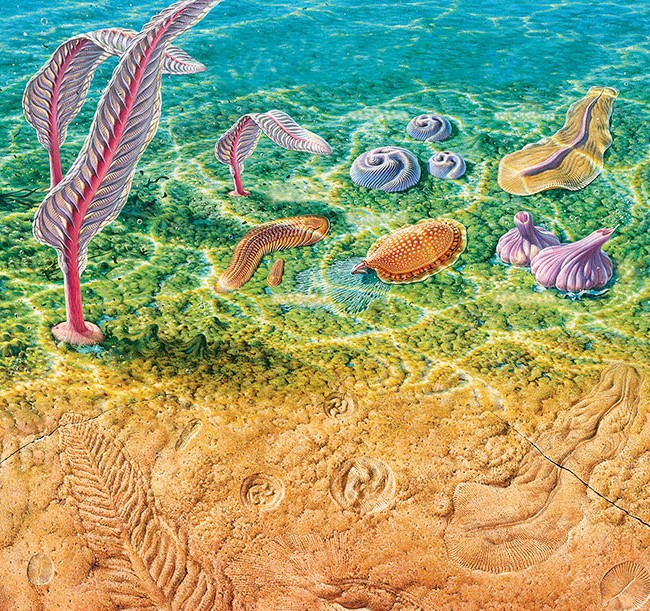 Ediacaran life