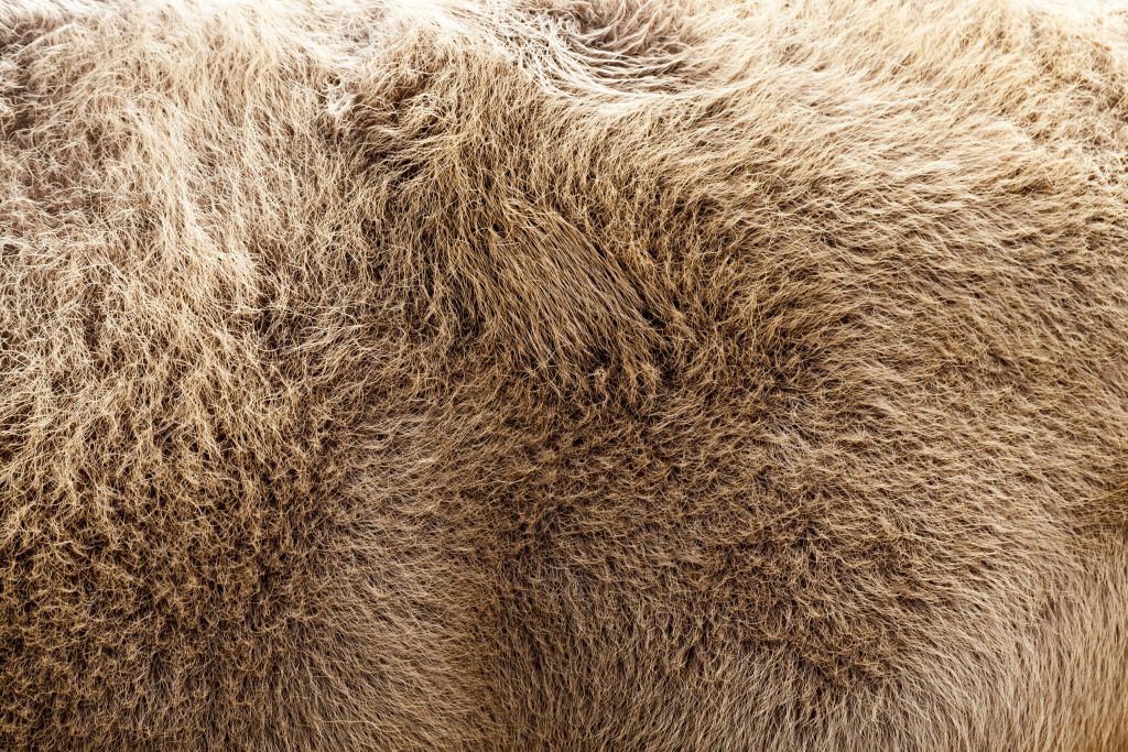 Kangaroo fur