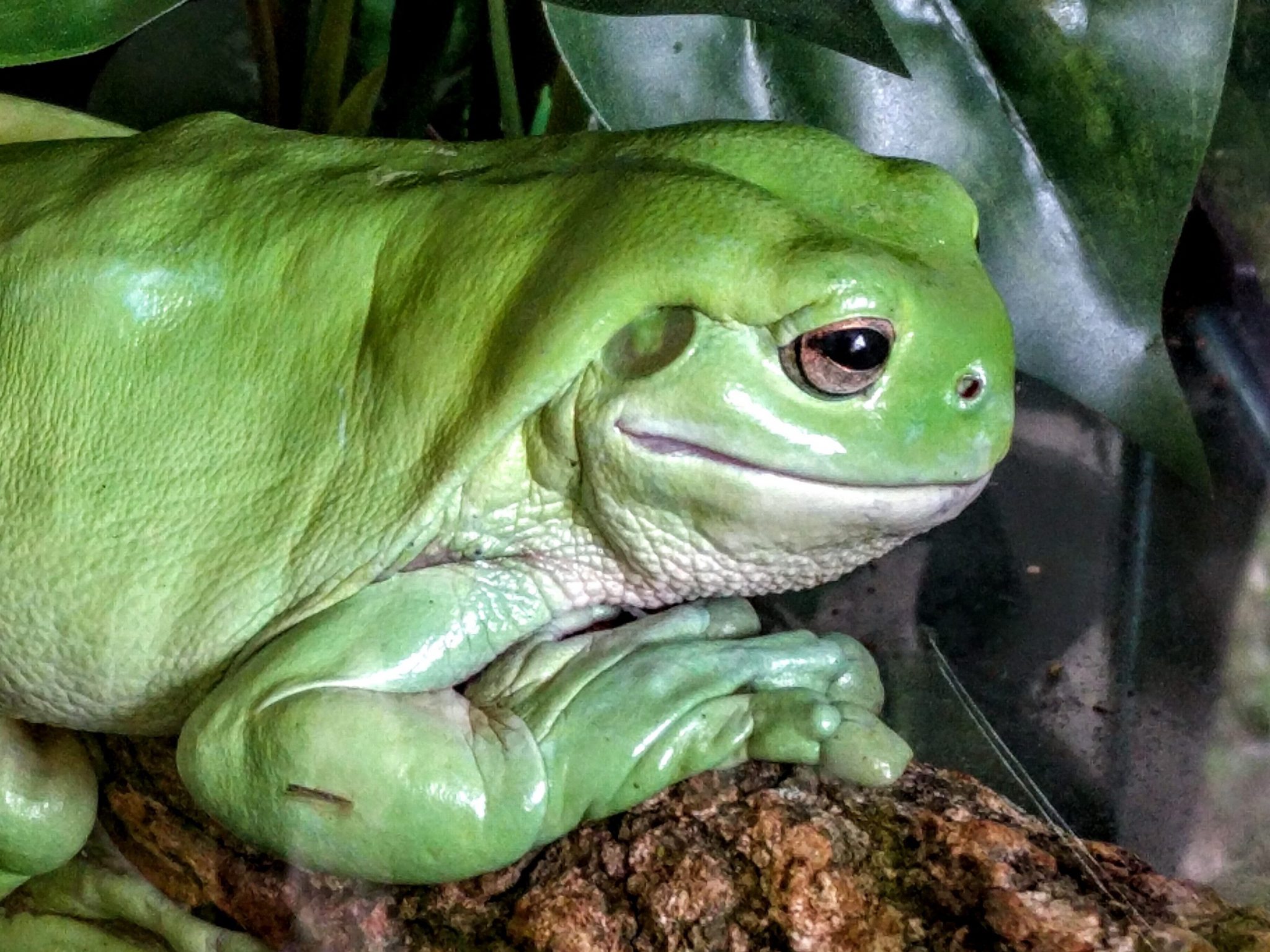 Build a Frog Hotel to encourage frogs into your backyard