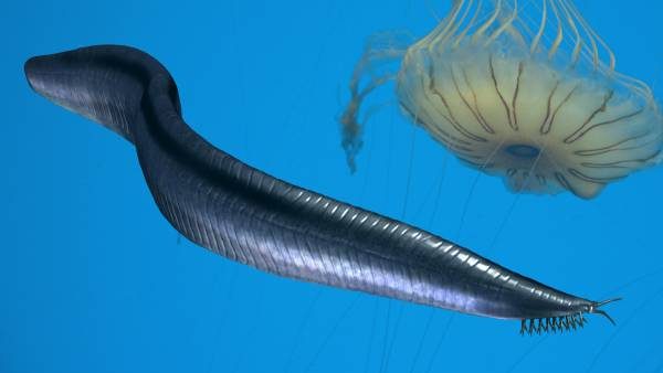 Life reconstruction of Pikaia gracilens