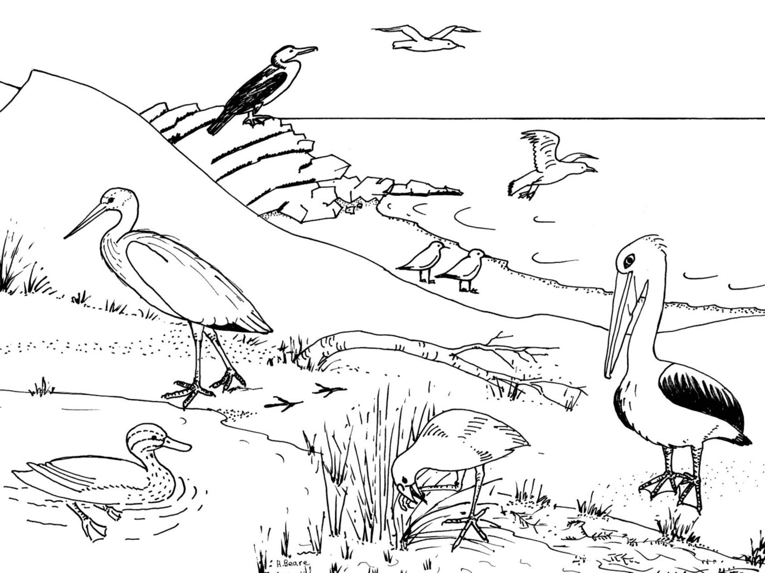 Coastal Birds colouring in