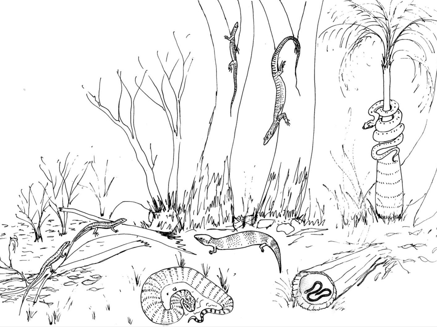 Forest reptiles colouring