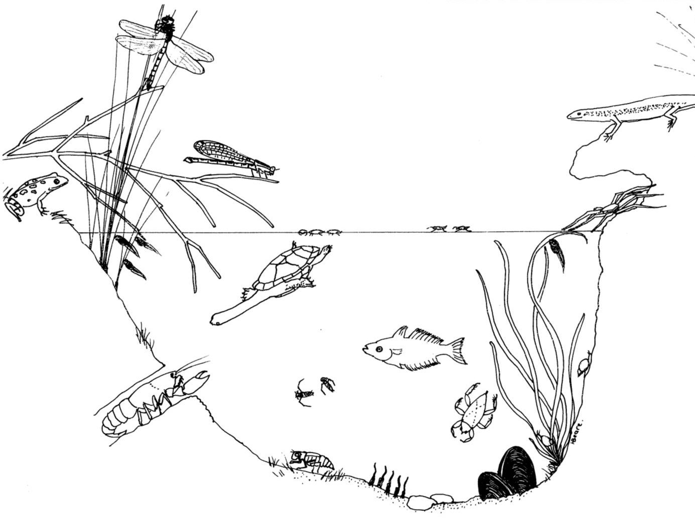 Freshwater life colouring in sheets