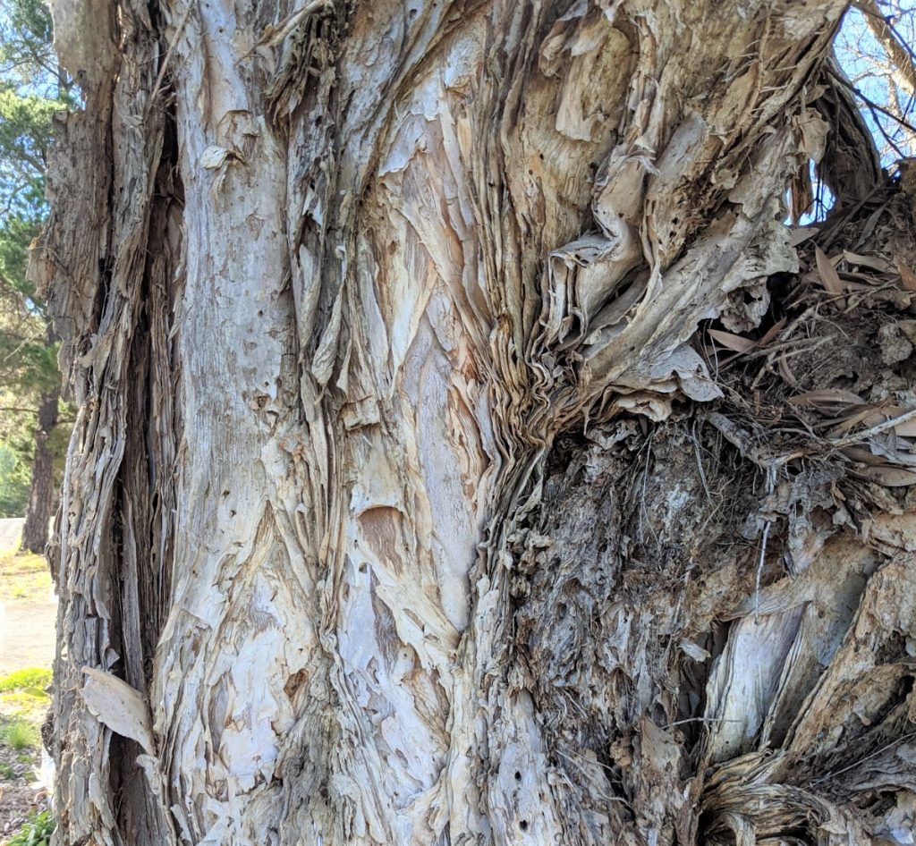 Paperbark