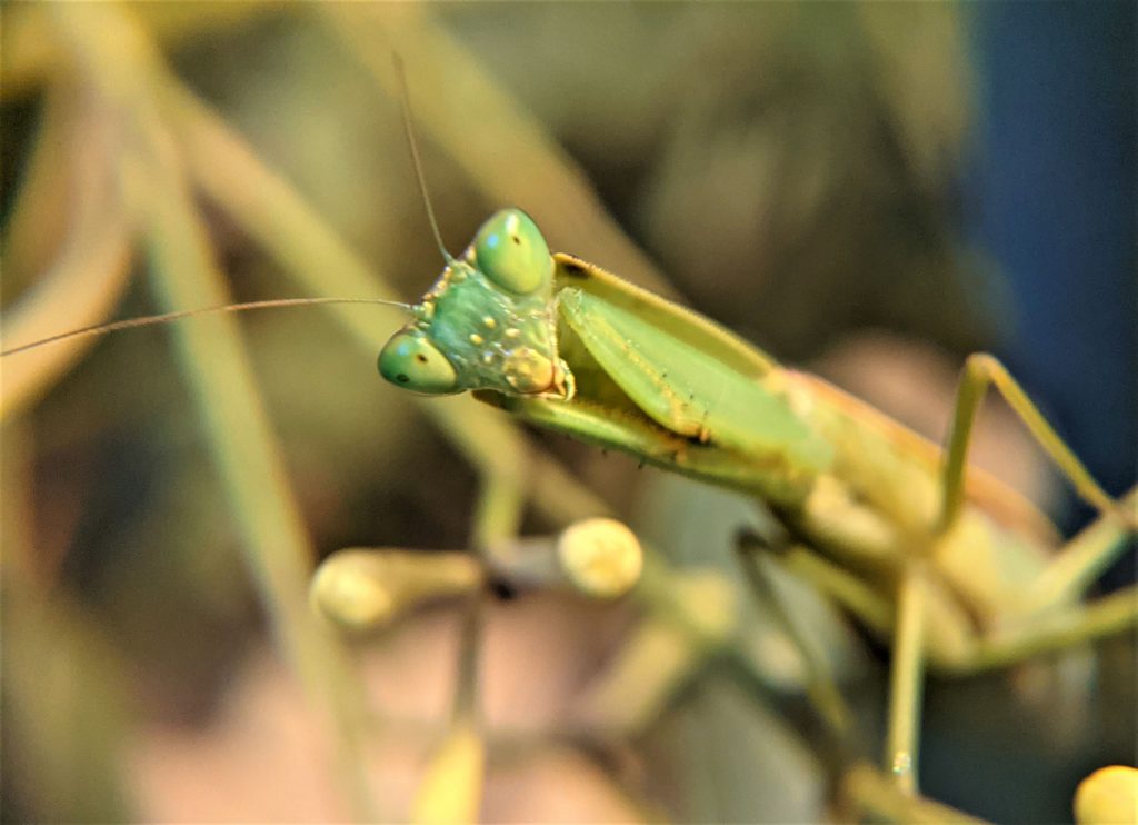 Praying Mantis head