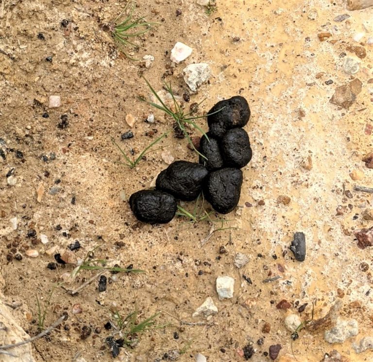 Scats, Tracks and Traces looking for clues