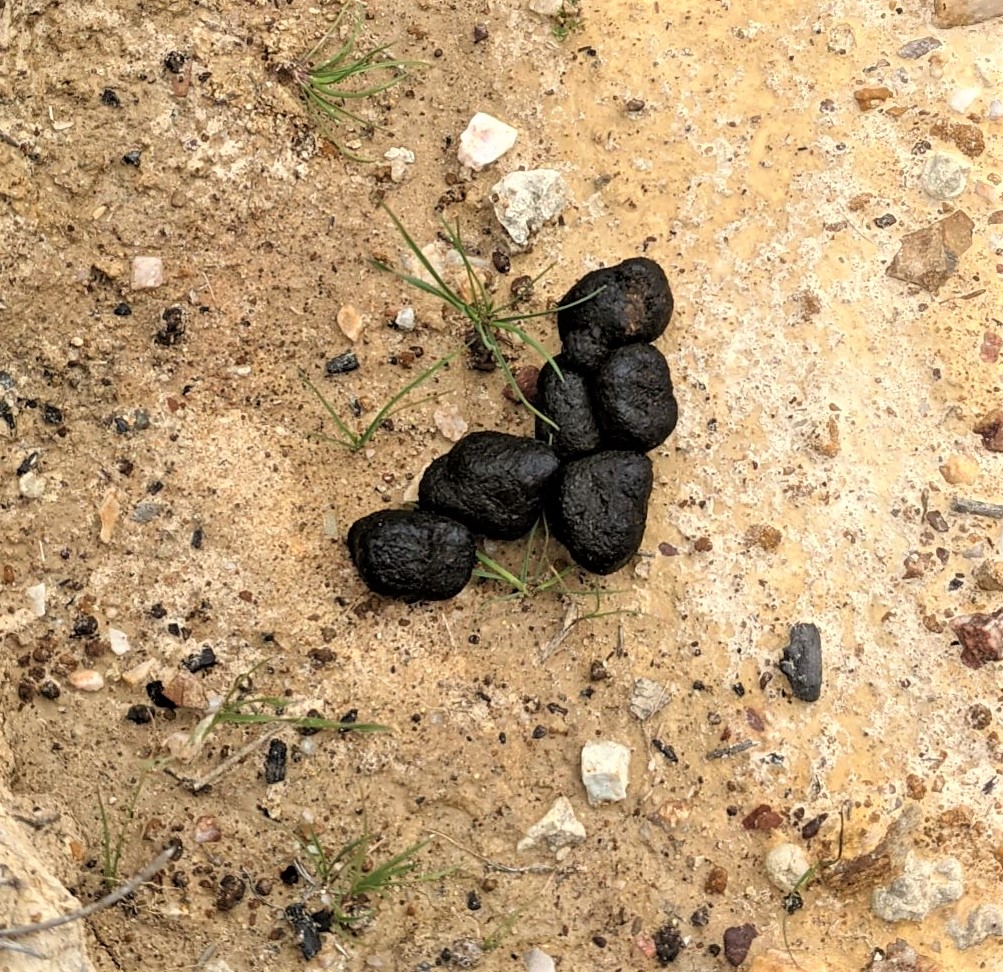 Kangaroo scat