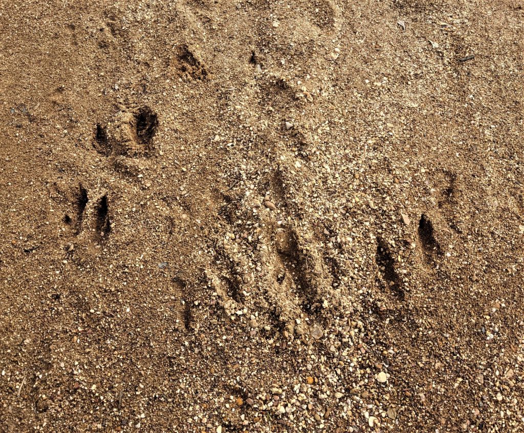 Kangaroo tracks