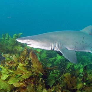 Grey Nurse Shark