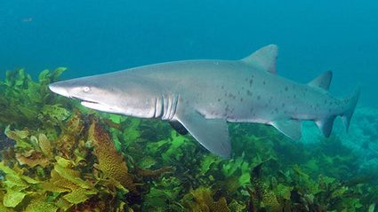 Grey Nurse Shark